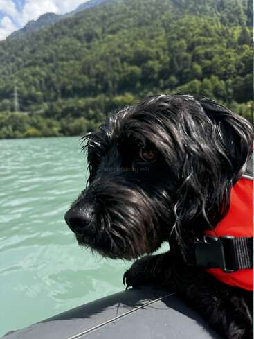 A black dog wearing a red life jacket sits on a boat, gazing over turquoise water with lush green mountains and blue sky in the background.
