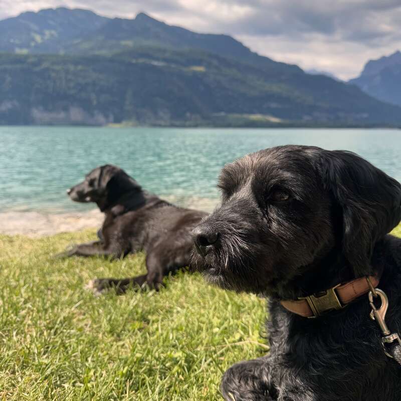 Dos perros negros se relajan sobre la hierba verde junto a un sereno lago turquesa, rodeados de imponentes montañas bajo un cielo nublado, disfrutando de un apacible y pintoresco día al aire libre.