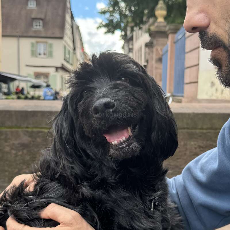 A happy black dog with shiny fur is being held by a bearded man in a blue sweater, outdoors in a charming European town setting.