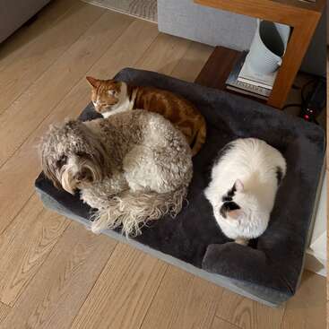 Auf einem gemütlichen Haustierbett liegen ein flauschiger Hund und zwei Katzen - eine rothaarige und eine weiße mit schwarzen Flecken - friedlich zusammen in einem warmen Wohnzimmer.