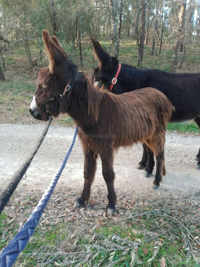 Help us out with our two donkeys, organic vegetable garden while