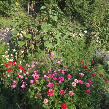 A lush garden filled with vibrant pink, red, and white flowers blooms under the sun, surrounded by tall green plants and dense greenery, creating a colorful paradise.