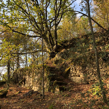 Sunlight filters through tall trees, illuminating an ancient stone wall and moss-covered steps in a tranquil forest scene, surrounded by fallen leaves and natural beauty.