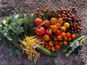 A colorful assortment of freshly harvested vegetables including leafy greens, cucumbers, zucchini, yellow beans, and various types and colors of tomatoes spread out on stone.