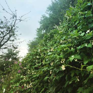 Lush green vines with small white flowers dominate the scene. A misty sky and trees in the background add a tranquil, peaceful, early morning atmosphere.