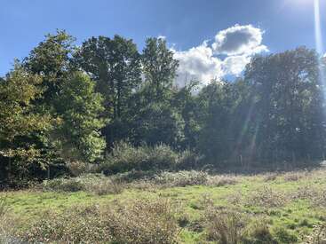 A sunlit field with green grass and wild shrubs in the foreground, dense trees in the background, blue sky, bright sunlight, and a few fluffy clouds.