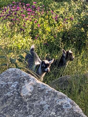 Two baby goats stand in tall grass beside a large rock, surrounded by green foliage and vibrant purple wildflowers, while sunlight gently illuminates the scene.