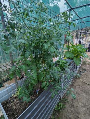 A thriving vegetable garden in a raised metal garden bed, featuring tall tomato plants supported by trellis, with other green plants, under a protective shade structure.
