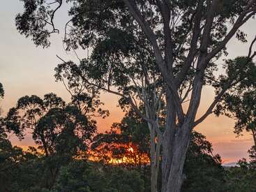 Tall trees with dense, leafy branches frame a beautiful sunset. The sky glows with warm orange and pink tones, casting silhouettes across the tranquil forest scene.