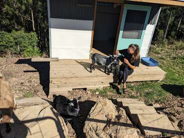 A woman sits on a wooden porch, petting a small goat. Other goats explore nearby rocks. Sunlight highlights the scene, surrounded by nature and greenery.