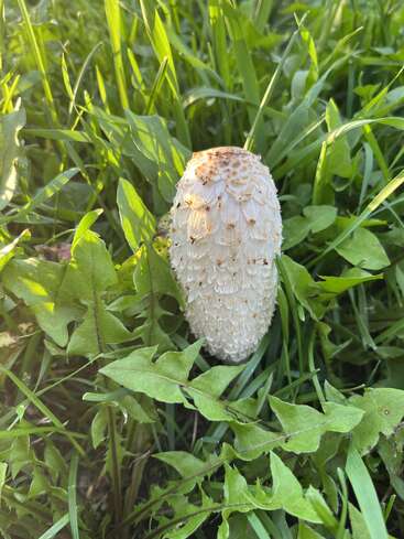 A single shaggy ink cap mushroom stands among lush, green grass and dandelion leaves, illuminated by warm sunlight, showcasing its textured white cap and natural beauty.