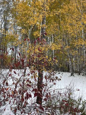 Golden autumn leaves fill the trees, while red leaves and snow cover the ground, creating a striking contrast between fall colors and the onset of winter.