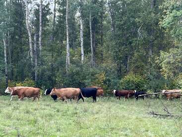 A group of cows, including adults and calves, walk in a grassy field near a dense forest of tall green trees, creating a peaceful rural scene.