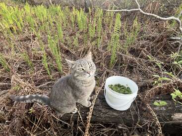 A gray cat sits on a log in a field of ferns, next to a white bucket filled with freshly picked green fiddlehead ferns.