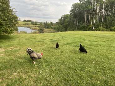 Tres gallinas deambulan por una exuberante hierba verde. Los árboles bordean el campo, un estanque refleja el cielo nublado, creando una tranquila escena rural en verano.