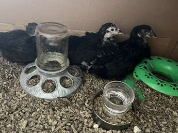 Tres polluelos negros están acurrucados dentro de un recinto de cartón. Cerca, hay comederos, un dispensador de agua y material de cama esparcido por el suelo.