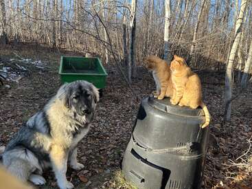 Un perro grande y esponjoso se sienta sobre hojas caídas junto a un cubo de compostaje. Dos gatos naranjas se sientan encima, rodeados de árboles sin hojas a la luz del sol.