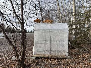Dos gatos naranjas caminan por encima de una pequeña estructura blanca parecida a un invernadero en una zona boscosa, rodeada de árboles sin hojas y hojas caídas en el suelo.