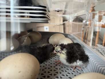 Dos polluelos recién nacidos, aún húmedos, descansan dentro de una incubadora rodeados de huevos sin eclosionar. La escena capta el comienzo de la vida y el proceso de eclosión.