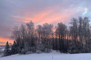 Altos árboles sin hojas se alzan en un paisaje nevado al amanecer o al atardecer, con sus ramas espolvoreadas de escarcha, iluminadas por un hermoso cielo rosa y naranja.