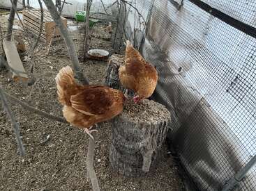 Dos gallinas marrones están de pie sobre un tocón de árbol dentro de un gallinero cerrado, picoteando comida. Alrededor hay ramas, malla metálica y pienso esparcido.