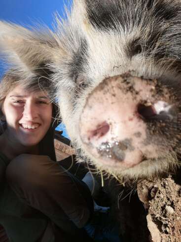 Una persona feliz se toma una selfie en primer plano con un cerdo grande y amistoso. El hocico sucio del cerdo aparece en primer plano, mostrando un juguetón momento en la granja.