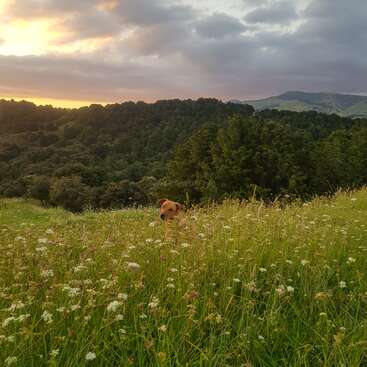 L'image représente une scène sereine d'un chien debout dans un champ de fleurs sauvages, avec des arbres et des collines en arrière-plan, sous un ciel nuageux au coucher du soleil.