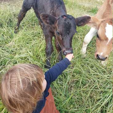 A young child with light brown hair reaches out to gently feed or pet a curious black calf in a grassy field surrounded by other calves.