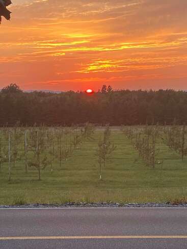 Un coucher de soleil aux teintes orange vif illumine le ciel au-dessus d'un verger bien entretenu, où de jeunes arbres sont alignés en rangées, avec une route au premier plan et une forêt en arrière-plan.