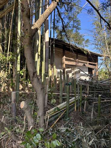 Ein rustikales Holzhaus, das teilweise zwischen hohen Bambusstämmen verborgen liegt, umgeben von verstreuten Bambusstücken und dichtem Grün unter einem strahlend blauen Himmel – ein Anblick, der Ruhe ausstrahlt.