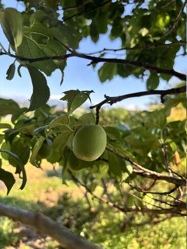 Un seul fruit vert pend à une branche feuillue, baigné par la lumière du soleil. L'arrière-plan se compose d'un flou de verdure et d'un ciel d'un bleu limpide.