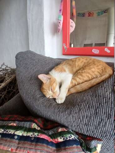 A ginger and white cat sleeps curled up on a gray couch cushion. A colorful patchwork blanket and a red-framed mirror decorate the cozy room.