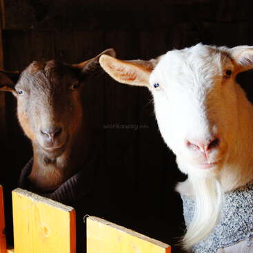 A imagem mostra duas cabras em uma área cercada, com uma cabra em pé e a outra deitada, ambas de frente para a câmera. O plano de fundo é um campo gramado.