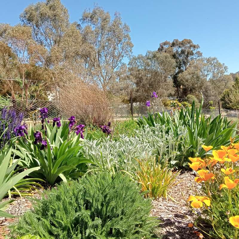 Eine lebendige Gartenszene mit blühenden orangefarbenen und violetten Blumen, üppigem grünen Laub und hohen Bäumen unter einem klaren blauen Himmel an einem sonnigen Tag.