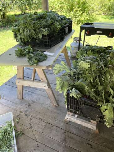 Freshly harvested leafy greens are sorted on a rustic wooden porch table. Black crates, a small knife, and outdoor grill are visible, with lush greenery surrounding.