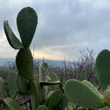 Uma imagem em close-up de cactos de figo-da-índia sob um céu nublado, com colinas e árvores sem folhas ao fundo, criando uma cena de paisagem natural cheia de clima.