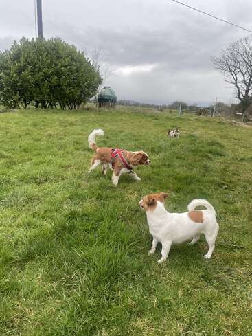 The image depicts three small dogs in a grassy field, with one sporting a red harness, surrounded by trees and a cloudy sky.