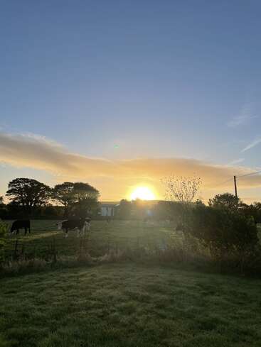 The image depicts a serene sunset scene with cows grazing in a field, surrounded by trees and a small building, set against a blue sky with clouds.