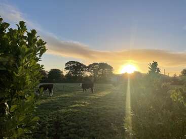 The image depicts a serene rural scene at sunset, featuring two horses grazing in a lush field, surrounded by trees and a house in the distance, with the sun setting behind them.