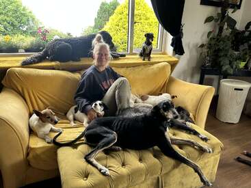 A woman sits on a yellow couch surrounded by six dogs, all relaxing. Bright window, green plants, and cozy home atmosphere with natural light outside.