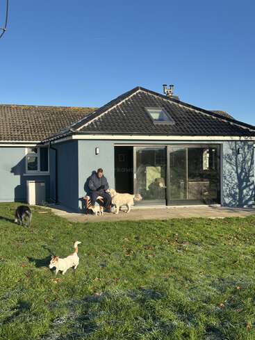 A man sits outside a blue house on a sunny day, surrounded by four dogs playing and walking on the green, slightly frosty grass.