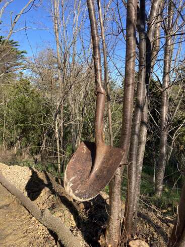 A rusty shovel is wedged between tree trunks in a wooded area. The ground is earthy, and sunlight casts sharp shadows. Bare trees reach toward a blue sky.