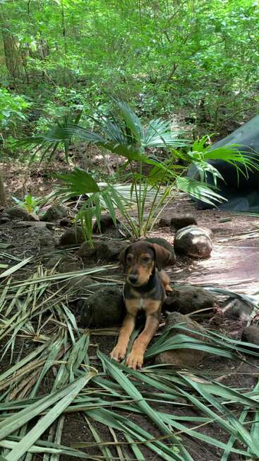 Un petit chiot brun et noir est assis sur le sol au milieu de feuilles de palmier vertes et de pierres, entouré d'une végétation forestière dense et luxuriante et de la lumière naturelle du soleil.