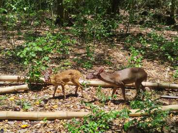 Deux cerfs, un adulte et un faon avec des taches blanches, marchent dans une forêt éclairée par le soleil. Des perches de bambou et des plantes vertes sont éparpillées sur le sol.