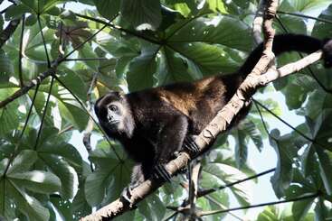 Un singe hurleur noir est perché sur une branche d'arbre, entouré de grandes feuilles vertes éclairées par le soleil dans la canopée d'une forêt tropicale dense, et regarde curieusement vers le bas.