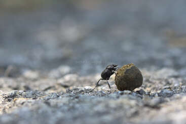 The image depicts a small black beetle carrying a large ball of dirt on a gray, rocky surface, with a subtle watermark in the center.