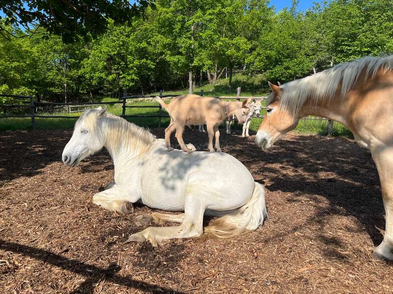 A white horse is lying on the ground, a brown horse stands nearby, and two goats are standing behind them, surrounded by trees and wooden fencing.