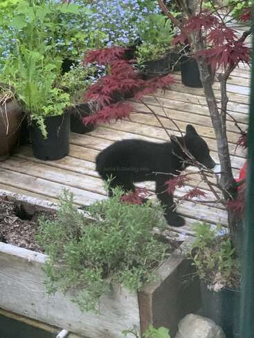 A small black bear cub explores a wooden garden deck surrounded by potted plants and greenery, with delicate red Japanese maple leaves framing the scene peacefully.