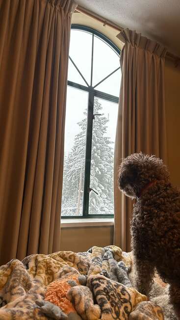 A curly-haired dog looks out a window at snowy trees, while standing on a cozy bed covered with patterned blankets and a stuffed animal toy.