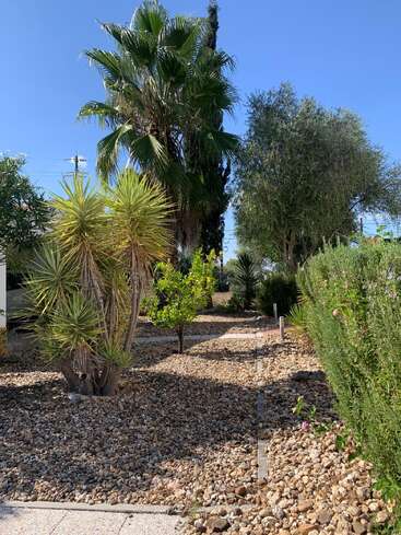 Un jardin ensoleillé avec des palmiers, des yuccas hérissés, des arbustes verts et des allées en gravier sous un ciel bleu clair. Un espace extérieur paisible et accueillant.